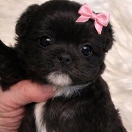 Kelsey - Black female Shih Tzu puppy in Tallahassee, Florida from Bows and Bow Ties