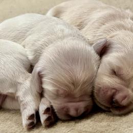 Golden Retriever Puppies from Dogwood Springs Golden Retrievers