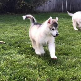Siberian Husky Puppies from Pachodi Kennels