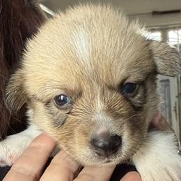 Boss - Sable male Pembroke Welsh Corgi puppy in Riverside, California from Four Aces Corgis