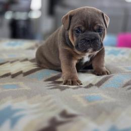 Icarus - Blue tri-color female Bulldog puppy in Buzzards Bay, Massachusetts from K&D Bulldogs