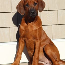 Rhodesian Ridgeback Puppies from Supernova Ridgebacks