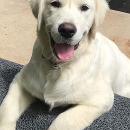 Golden Retriever Puppies from Fiddle In Gold Retrievers