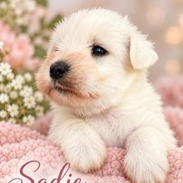 Sadie - White female Miniature Schnauzer puppy in Hull, Georgia from Ardent Miniature Schnauzers of Athens