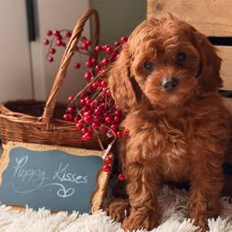 Sammy - Red male Cavapoo puppy in Oxford, Pennsylvania from FriendlyPals