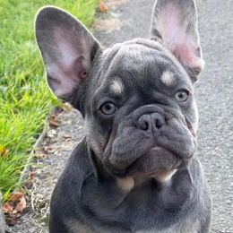French Bulldogs from Jerzey Frenchie