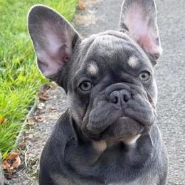 French Bulldogs from Jerzey Frenchie