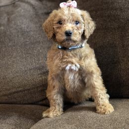 Aussiedoodle, Bernedoodle, and Poodle Puppies from Megan’s Spoiled Standards