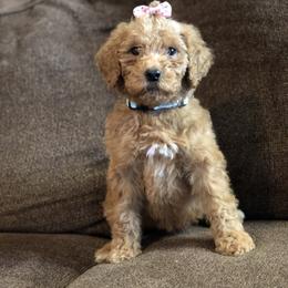 Aussiedoodle, Bernedoodle, and Poodle Puppies from Megan’s Spoiled Standards