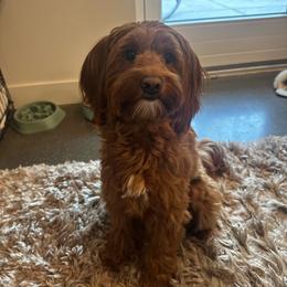 Penny - Australian Labradoodle