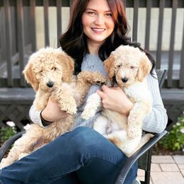 Goldendoodle Puppies from AZ Desert Doodles