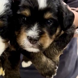 Aussiedoodle and Bernedoodle Puppies from LolliPop Farms