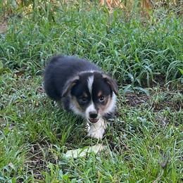 Ivan - Black and tan male Pembroke Welsh Corgi puppy in Hope, Arkansas from Foxy Knoll Farm