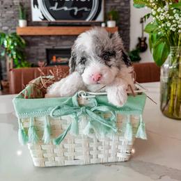 Bernedoodle, Cavapoo, Cavapoochon, Goldendoodle, and Yorkipoo Puppies from Anchor Dogs