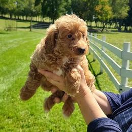 Lily - Apricot female Goldendoodle puppy in Hillsdale, Michigan from My Buddy Ol’ Paws