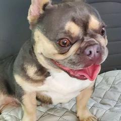 French Bulldogs from BUDZBULLIES