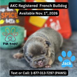 Jack - Tricolors male French Bulldog puppy in Michigan from Fur Baby Farms