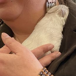 Girl 3 - White West Highland White Terrier puppy in Blue Hill, Nebraska from BlueBelle's Canine Companions