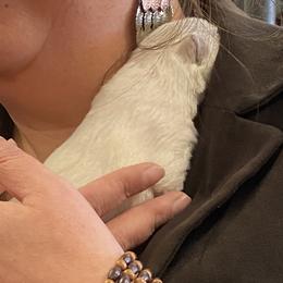 Girl 3 - White West Highland White Terrier puppy in Blue Hill, Nebraska from BlueBelle's Canine Companions