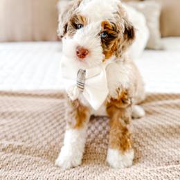 Bernedoodle Puppies from Jordan Family Doodles