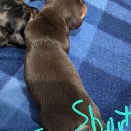 Chocolate and Tan short hair female - Chocolate and tan female Dachshund puppy in Fulton, Missouri from New Hope Dachshund Puppies