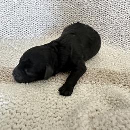 Boy 1 - Black male Bernedoodle puppy in Gilbert, Arizona from positivelypuppies