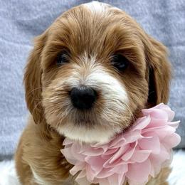 Pink Girl - Red  female Goldendoodle puppy in Travelers Rest, South Carolina from Bailey Mountain Doodles