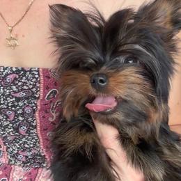 Penny Queen long tail - Black and gold female Yorkshire Terrier puppy in Cape Coral, Florida from Katherine’s Yorkies and Poodles