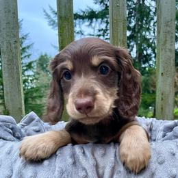 Charlie - Chocolate and cream male Dachshund puppy in Chehalis, Washington from Devoted Doxies - DLL