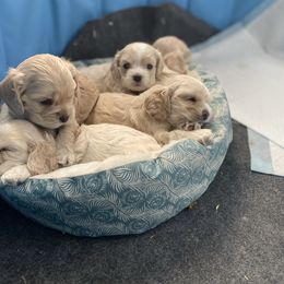 Cocker Spaniel Puppies from Taylor’s Cockerspaniels