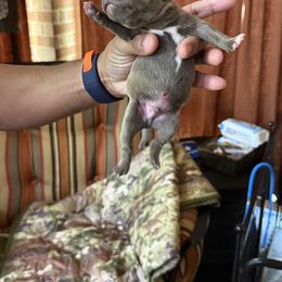Boy 2 - male Staffordshire Bull Terrier puppy in Houston, Texas from Khaleesi Kennel