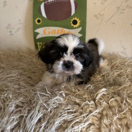 Ford - Tricolor male Shih Tzu puppy in Hibbing, Minnesota from Iron Range Shih Tzu and Puppies