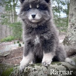 Pomsky Puppies from Blue Ridge Pomsky