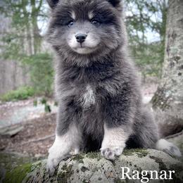 Pomsky Puppies from Blue Ridge Pomsky
