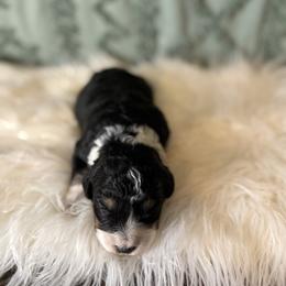 Monroe - Black tri-color female Aussiedoodle puppy in Charleston, Arkansas from Lazy S Aussies