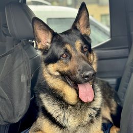 German Shepherd puppies from Ransomshire Shepherds
