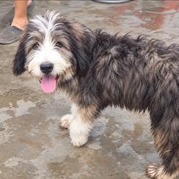 Sweet Pup's D Brindle - Brown and white male Bernedoodle puppy in North Zulch, Texas from Sweet Pup Schnauzers