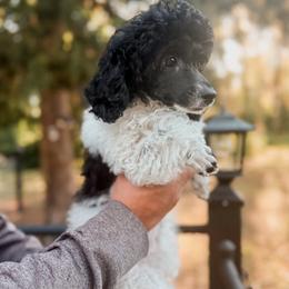 Girl 1 - Parti female Poodle puppy in Live Oak, Florida from Grams Poodle Babies