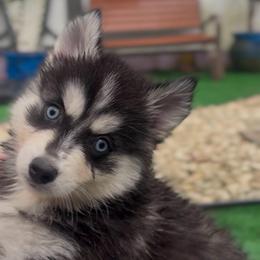 Cisco - Black and white male Pomsky puppy in Spring Hill, Florida from PDQ Pomskies