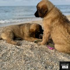 Leonberger Puppies from Bigfoot Leonberger Ranch