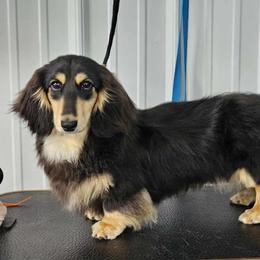 Dinero - Dachshund