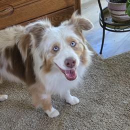 Miniature Australian Shepherds from Jaylee 's miniature Australian shephards