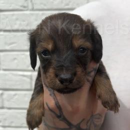Boy 1 - Sable male Dachshund puppy in Brandon, Mississippi from A & N Kennels
