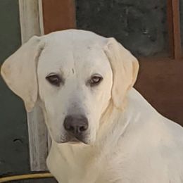 Isabelle "Izzy" - Labrador Retriever