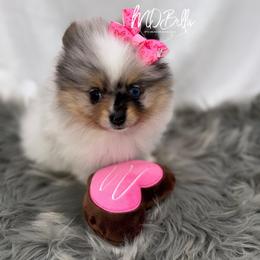 Glitter AKC Blue Eye - Blue merle female Pomeranian puppy in Houston, Texas from MD Bella Pomeranian