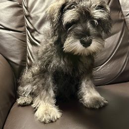 Miniature Schnauzer Puppies from Patty’s Little Pups