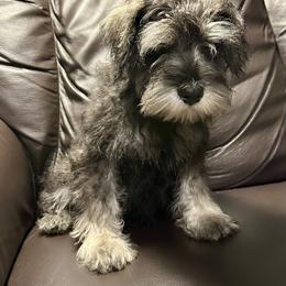 Miniature Schnauzer Puppies from Patty’s Little Pups
