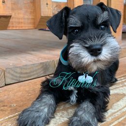 Miniature Schnauzer Puppies from Kindred’s Classic Miniature Schnauzers
