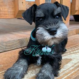 Miniature Schnauzer Puppies from Kindred’s Classic Miniature Schnauzers
