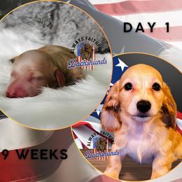 Dachshund Puppies from Always Faithful Dachshunds